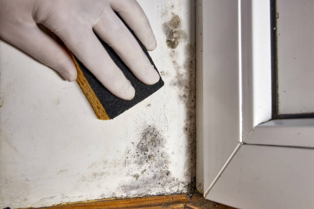 Best Mold Prevention Services  in Wharton, TX